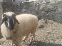 Ram, Blackheaded Persian sheep — photo 1