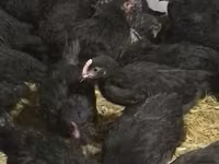 Chickens — Foto 2
