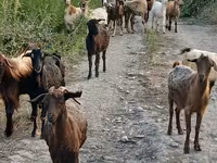 Cabra, Damask goat — foto 3
