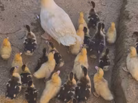 Ducks — Foto 1