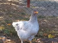 Brahma — photo 4