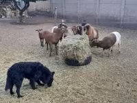 公羊, Cameroon sheep — 照片 3
