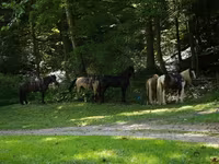 Cheval, Racking Horse — photo 6