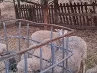 Widder, Cerry Hill sheep — Foto 8