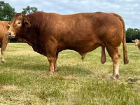 Taureau, Vache limousine — photo 5