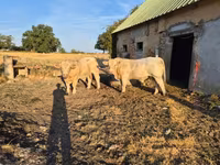 Taureau, Charolais cattle — photo 2