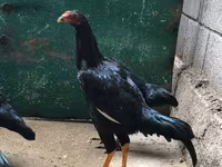 Shamo chickens — foto 3
