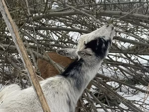 雌ヤギ, Saanen goat