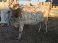 母牛, Auliekol breed — 照片 3