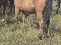 Jument, Mugalzhar horse — photo 1