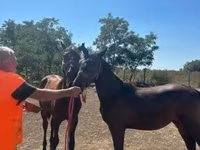Kobyła, Nonius horse — zdjęcie 1