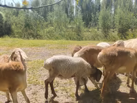 كبش, Afghan Arabi sheep — الصورة 6