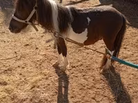 公马, Falabella — 照片 2
