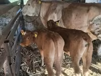 सांड, लिमोज़िन गाय — फ़ोटो 1
