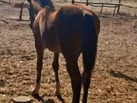 घोड़ी, Haflinger — फ़ोटो 5