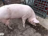 Boar, Ландрас — photo 1