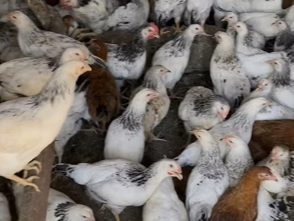 Gallina checa dorada veteada