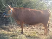Vache, Race Jersey — photo 2