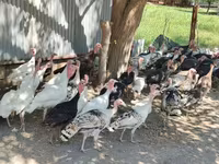 Turkeys — फ़ोटो 6