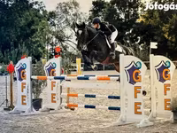 Cavalo, Belgian warmblood horse — foto 1