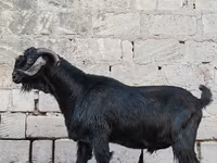 Boucs, Anatolian Black goats — photo 2