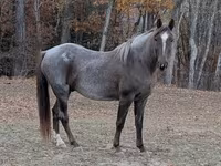 Cheval, Palomino — photo 3