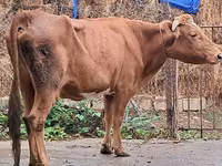 Vache, Bovins — photo 4