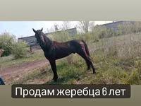 حصان, Altai horse — الصورة 7
