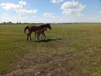 فرس, Kinsky horse — الصورة 4