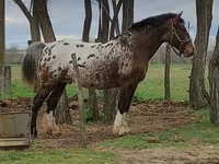 घोड़ी, Haflinger — फ़ोटो 8