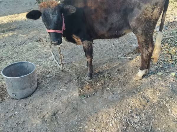 Cow, Cattle