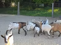 Ziege, Nigerian dwarf goats — Foto 7