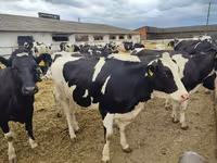 Vache, Race Holstein — photo 2