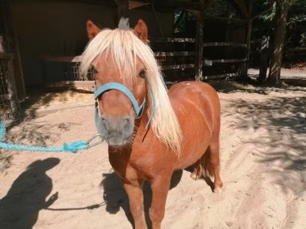 Kůň, Shetland Pony