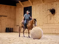 Hengst, Quarter Horse — Foto 6