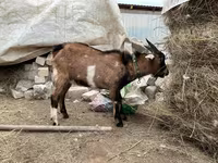 Kozel, Alpine goat — foto 2