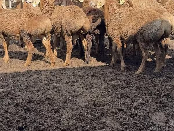 Bélier, Arashan sheep