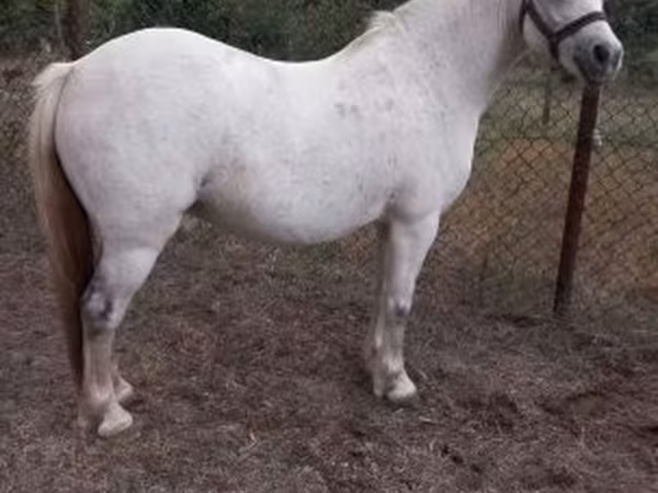 Jument, Falabella