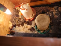King Quail — foto 3