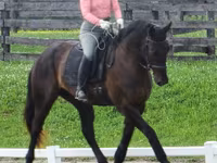Caballo, Percheron — foto 7