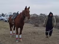 Kůň, Karabakh horse — foto 2