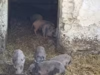 Pigs (batch, sex not specified), Вьетнамская вислобрюхая — photo 2