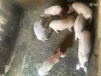 मादा सूअर, Датский ландрас — फ़ोटो 4