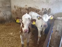 Buğa, Simmental cattle — foto 1