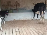 Krava, Latvian Blue cattle — foto 5