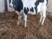 Vaca, Russian Black pied cattle — foto 2