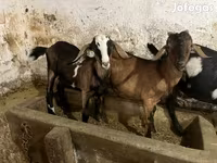 Boucs, Nubian Goat — photo 4