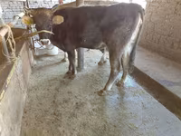 Vache, Russian Black pied cattle — photo 1