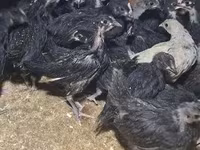 Australorp — foto 4