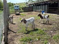 公牛, Cattle — 照片 2